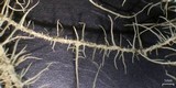 Usnea angulata image