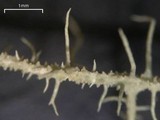 Usnea angulata image