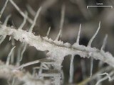Usnea angulata image