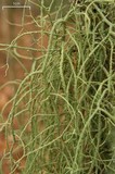 Usnea ceratina image