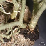 Usnea ceratina image