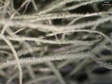 Usnea ceratina image