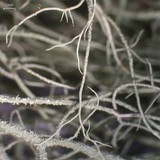 Usnea ceratina image