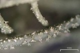 Usnea ceratina image