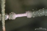 Usnea ceratina image