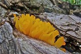 Dacryopinax spathularia image