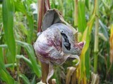 Ustilago maydis image