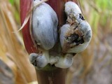 Ustilago maydis image