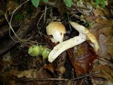 Hygrophorus lindtneri image
