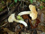 Hygrophorus lindtneri image