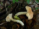 Hygrophorus lindtneri image