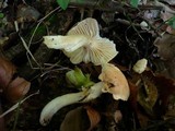 Hygrophorus lindtneri image