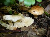 Hygrophorus lindtneri image