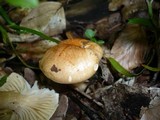 Hygrophorus lindtneri image