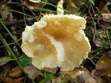 Hygrophorus lindtneri image