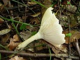 Hygrophorus lindtneri image