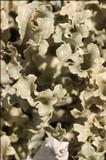 Flavocetraria cucullata image