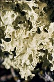 Flavocetraria nivalis image