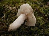 Hygrophorus hyacinthinus image