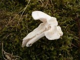Hygrophorus hyacinthinus image