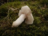 Hygrophorus hyacinthinus image