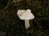 Hygrophorus hyacinthinus image
