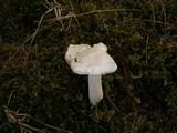 Hygrophorus hyacinthinus image