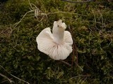 Hygrophorus hyacinthinus image