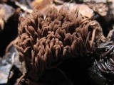 Stemonitis fusca image
