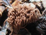 Stemonitis fusca image