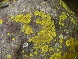 Candelaria concolor image