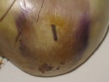 Amanita citrina f. lavendula image
