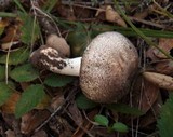 Agaricus moelleri image