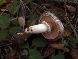 Agaricus moelleri image