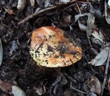 Cortinarius xanthodryophilus image