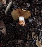 Cortinarius xanthodryophilus image
