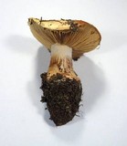 Cortinarius xanthodryophilus image