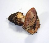 Cortinarius xanthodryophilus image