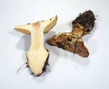 Cortinarius xanthodryophilus image
