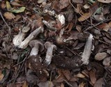Entoloma ferruginans image