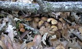 Psathyrella piluliformis image