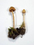 Galerina clavata image