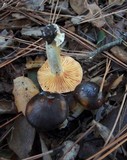 Hygrophorus arenicola image