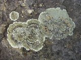 Lecanora muralis image