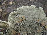 Lecanora muralis image