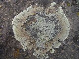 Lecanora muralis image