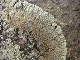 Lecanora muralis image