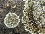 Lecanora muralis image
