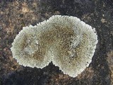 Lecanora muralis image