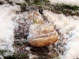 Fomitopsis officinalis image